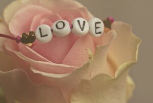 love, rose, nature