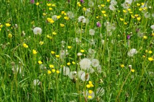 meadow, flower, field