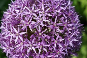 leek, flower, blossom