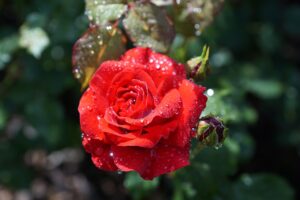 rose, flower, nature